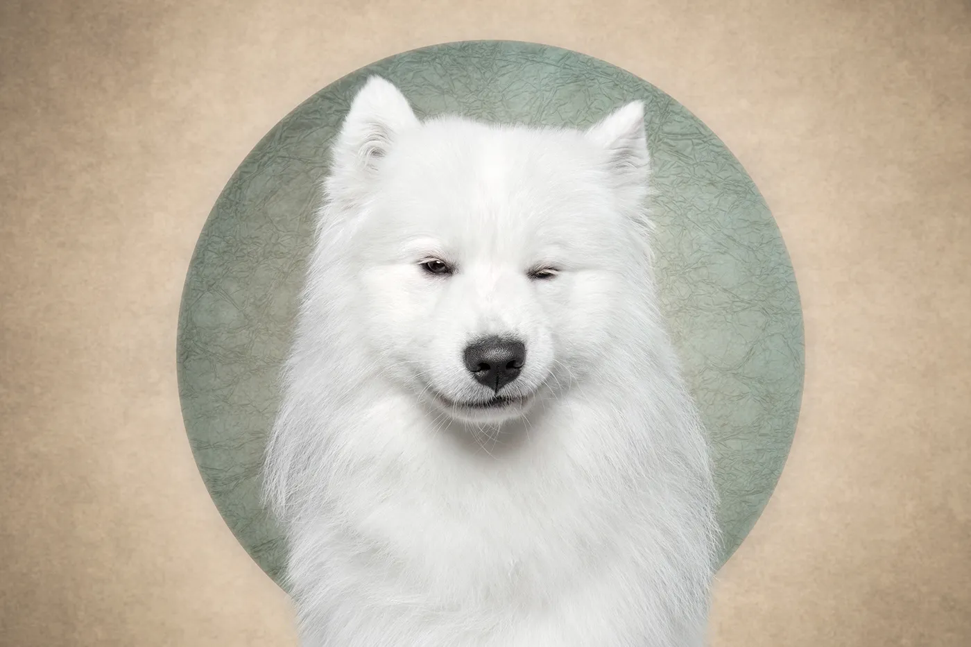Who cut the cheese? Des portraits de chiens et d'un chat coupable who cut the cheese des portraits de chiens et dun chat coupable 4 samoyede who-cut-the-cheese-des-portraits-de-chiens-et-dun-chat-coupable-4-samoyede