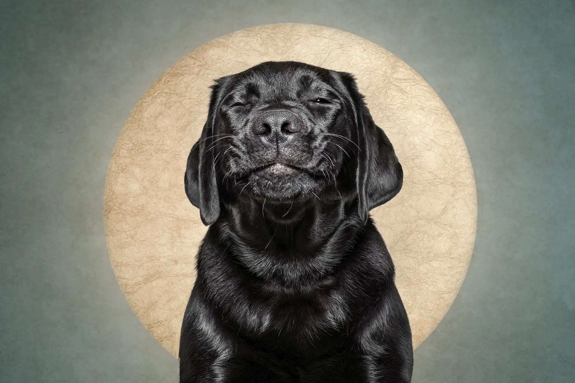 Who cut the cheese? Des portraits de chiens et d'un chat coupable who cut the cheese des portraits de chiens et dun chat coupable 5 labrador who-cut-the-cheese-des-portraits-de-chiens-et-dun-chat-coupable-5-labrador