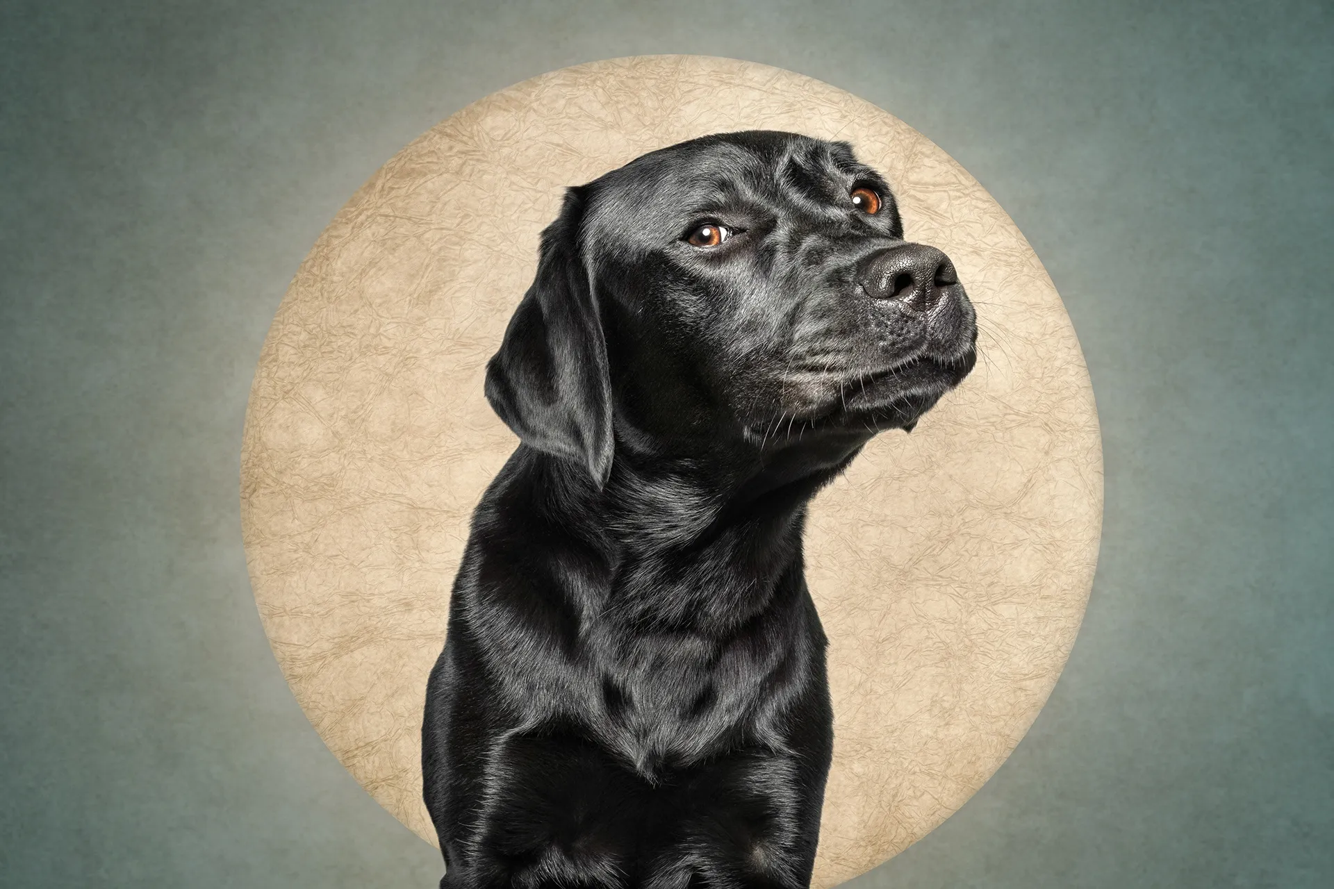 Who cut the cheese? Des portraits de chiens et d'un chat coupable who cut the cheese des portraits de chiens et dun chat coupable 7 labrador who-cut-the-cheese-des-portraits-de-chiens-et-dun-chat-coupable-7-labrador.
