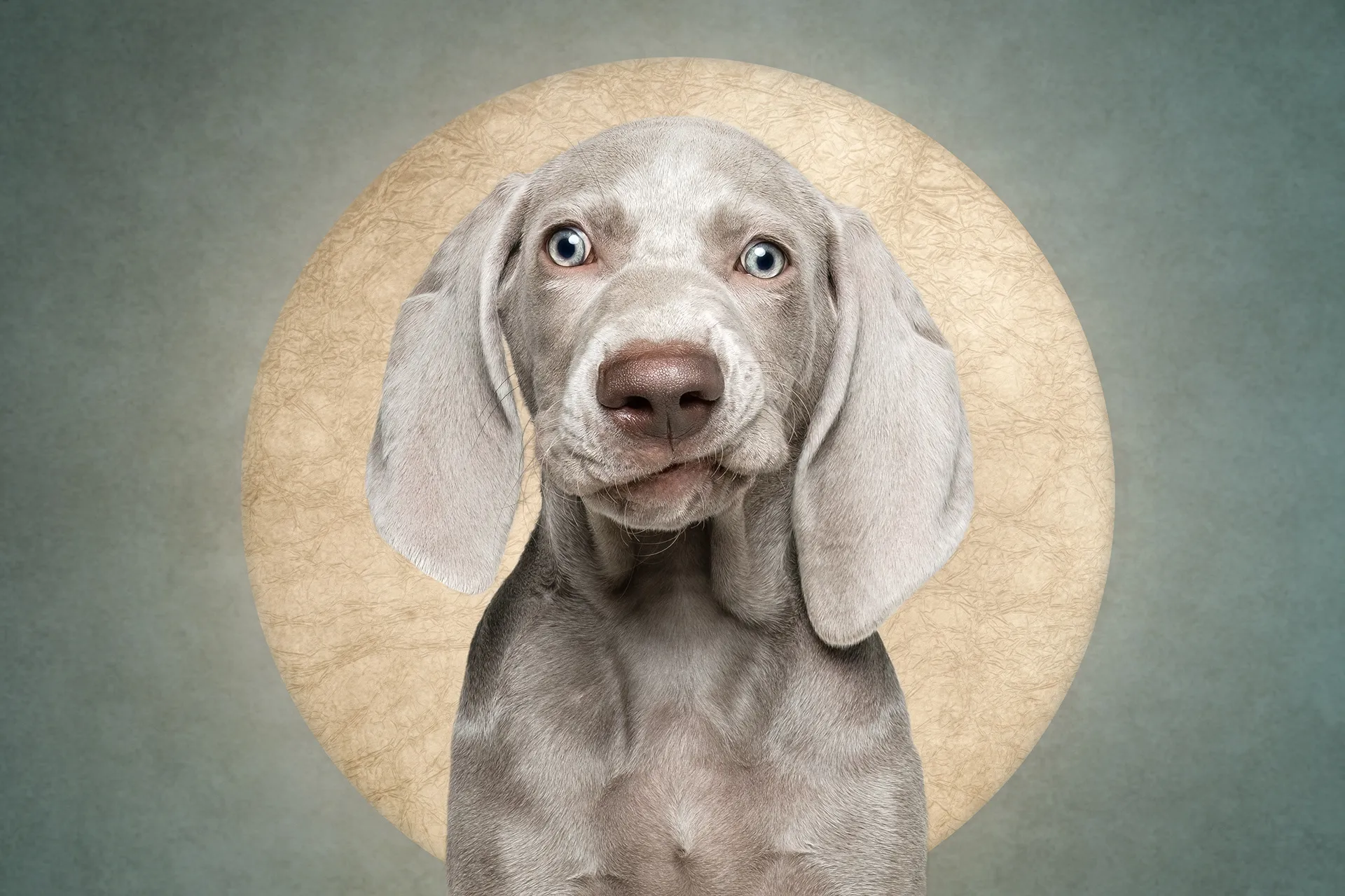 Who cut the cheese? Des portraits de chiens et d'un chat coupable who cut the cheese des portraits de chiens et dun chat coupable 9 weimaraner who-cut-the-cheese-des-portraits-de-chiens-et-dun-chat-coupable-9-weimaraner