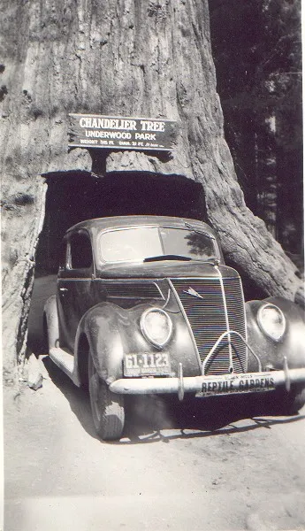 Chandelier Tree, célèbre séquoia tunnel de Californie chandelier tree celebre sequoia tunnel de californie 1 chandelier-tree-celebre-sequoia-tunnel-de-californie-1
