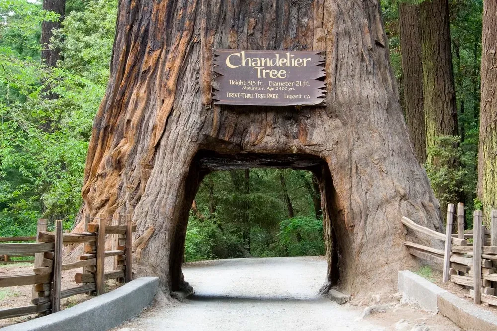 Chandelier Tree, célèbre séquoia tunnel de Californie chandelier tree celebre sequoia tunnel de californie 3 chandelier-tree-celebre-sequoia-tunnel-de-californie-3