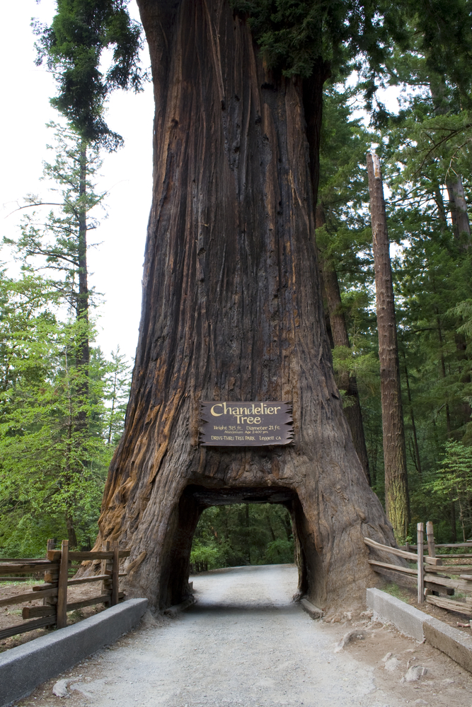 Chandelier Tree, célèbre séquoia tunnel de Californie chandelier tree celebre sequoia tunnel de californie 4 chandelier-tree-celebre-sequoia-tunnel-de-californie-4.