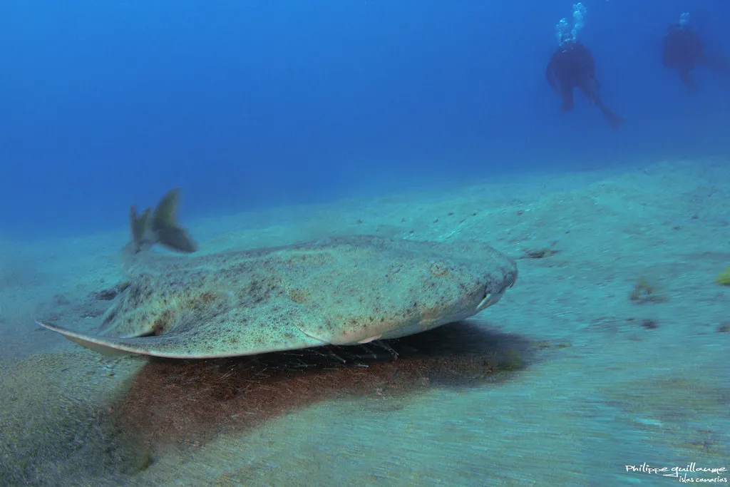La Playa de las Teresitas de Tenerife, plage artificielle et paradis pour bébés requins la playa de las teresitas de tenerife plage artificielle et paradis pour bebes requins 5 la-playa-de-las-teresitas-de-tenerife-plage-artificielle-et-paradis-pour-bebes-requins-5