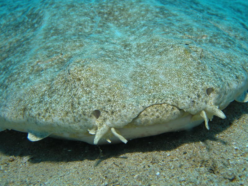 La Playa de las Teresitas de Tenerife, plage artificielle et paradis pour bébés requins la playa de las teresitas de tenerife plage artificielle et paradis pour bebes requins 6 la-playa-de-las-teresitas-de-tenerife-plage-artificielle-et-paradis-pour-bebes-requins-6
