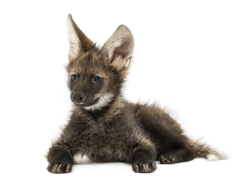 Le loup à crinière, mélange de loup, de renard et de cerf le loup a criniere melange de loup de renard et de cerf 10 le-loup-a-criniere-melange-de-loup-de-renard-et-de-cerf-10