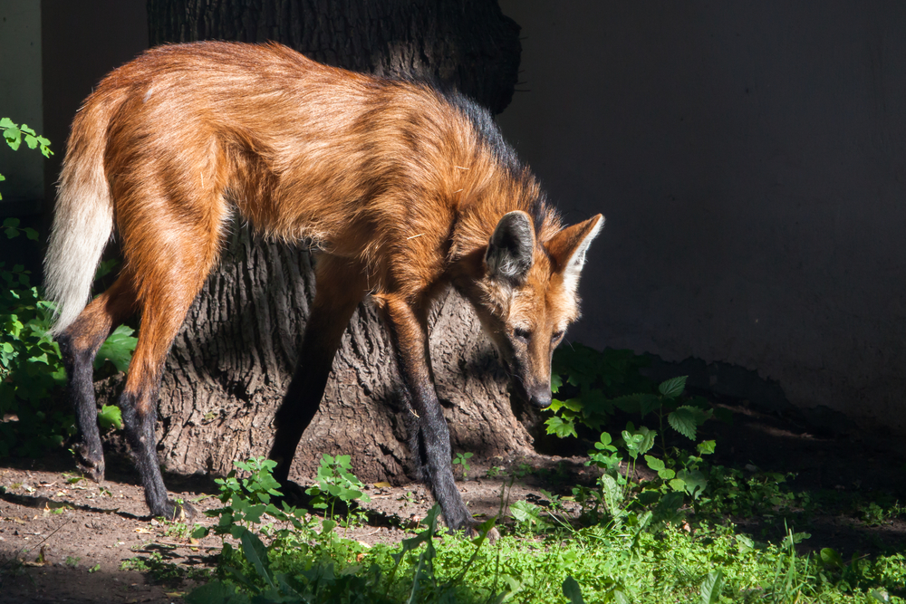 Le loup à crinière, mélange de loup, de renard et de cerf le loup a criniere melange de loup de renard et de cerf 2 le-loup-a-criniere-melange-de-loup-de-renard-et-de-cerf-2