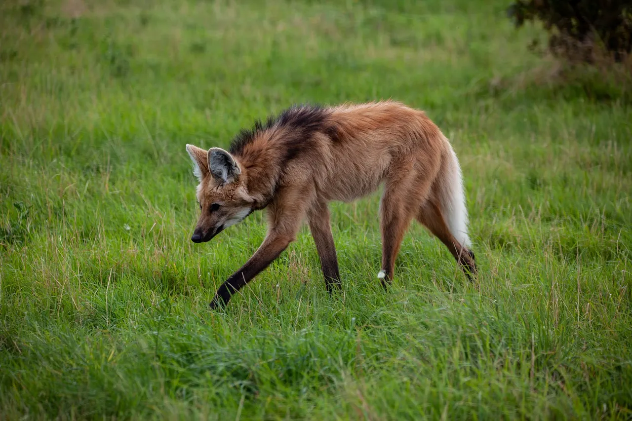 Le loup à crinière, mélange de loup, de renard et de cerf le loup a criniere melange de loup de renard et de cerf 3 le-loup-a-criniere-melange-de-loup-de-renard-et-de-cerf-3.