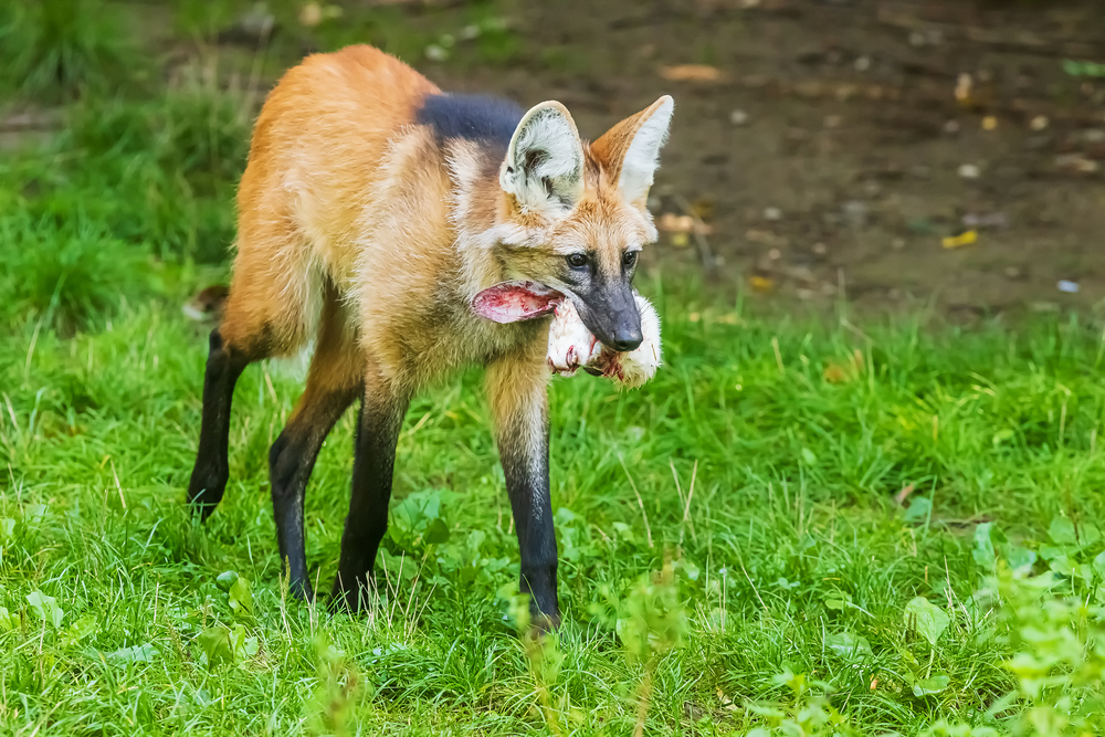 Le loup à crinière, mélange de loup, de renard et de cerf le loup a criniere melange de loup de renard et de cerf 5 le-loup-a-criniere-melange-de-loup-de-renard-et-de-cerf-5