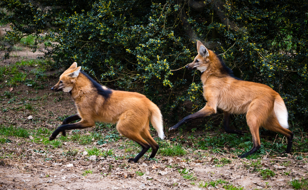 Le loup à crinière, mélange de loup, de renard et de cerf le loup a criniere melange de loup de renard et de cerf 6 le-loup-a-criniere-melange-de-loup-de-renard-et-de-cerf-6