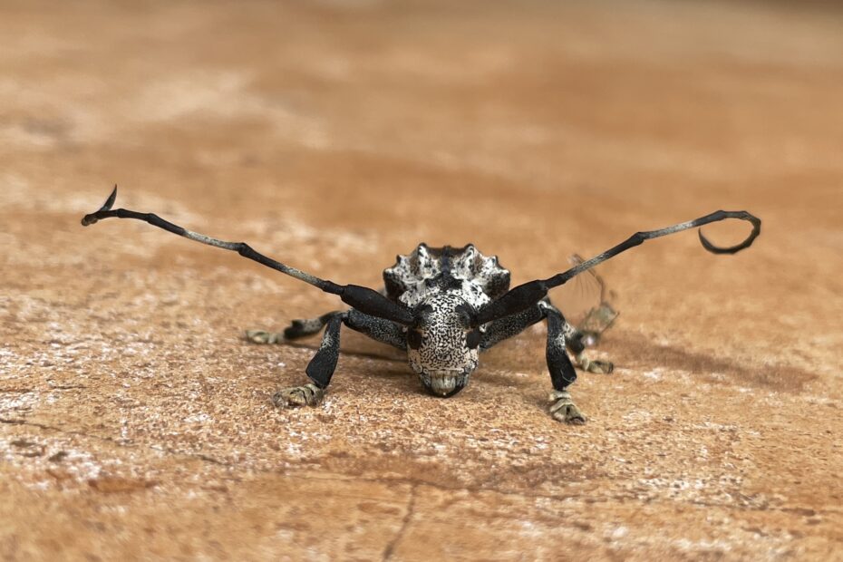 Le scarabée scorpion, un capricorne venimeux qui pique avec ses antennes Le scarabee scorpion un capricorne avec un dard venimeux au bout des antennes 1 Le scarabee scorpion un capricorne avec un dard venimeux au bout des antennes 1