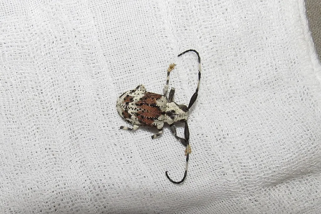 Le scarabée scorpion, un capricorne avec un dard venimeux au bout des antennes Le scarabee scorpion un capricorne avec un dard venimeux au bout des antennes 2 Le-scarabee-scorpion-un-capricorne-avec-un-dard-venimeux-au-bout-des-antennes-2.