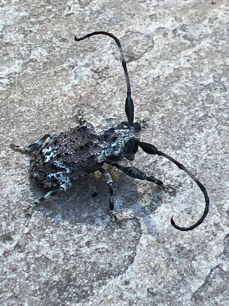 Le scarabée scorpion, un capricorne avec un dard venimeux au bout des antennes Le scarabee scorpion un capricorne avec un dard venimeux au bout des antennes 3 Le-scarabee-scorpion-un-capricorne-avec-un-dard-venimeux-au-bout-des-antennes-3