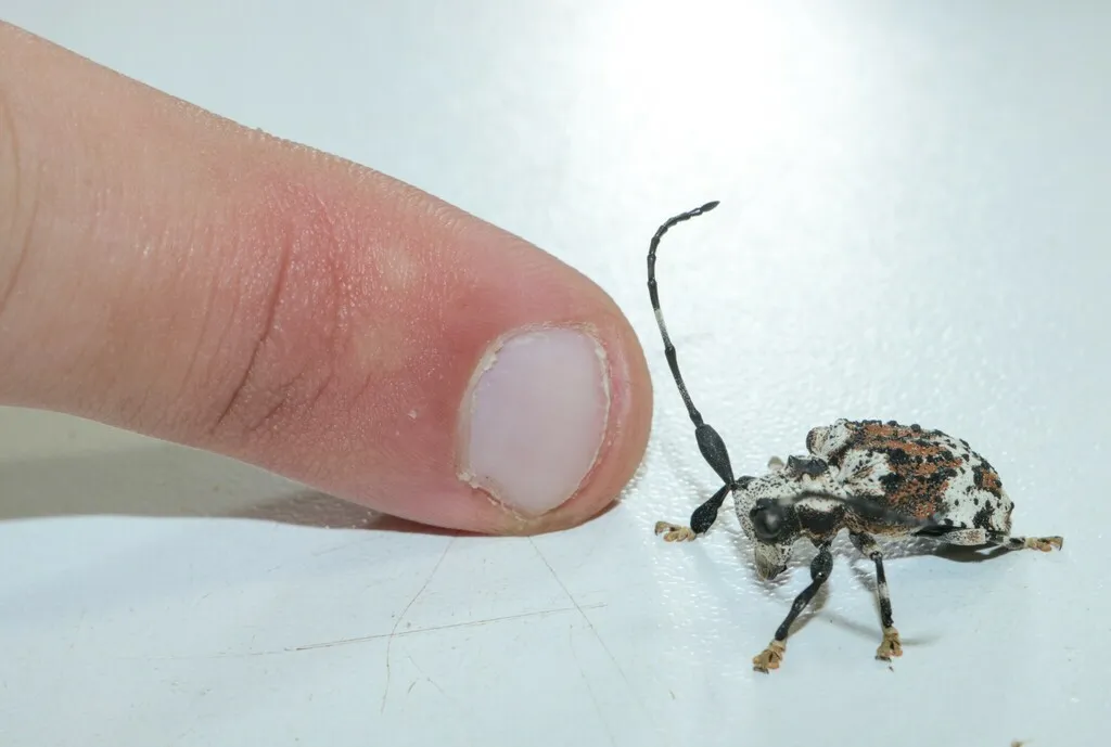 Le scarabée scorpion, un capricorne avec un dard venimeux au bout des antennes Le scarabee scorpion un capricorne avec un dard venimeux au bout des antennes 5 Le-scarabee-scorpion-un-capricorne-avec-un-dard-venimeux-au-bout-des-antennes-5