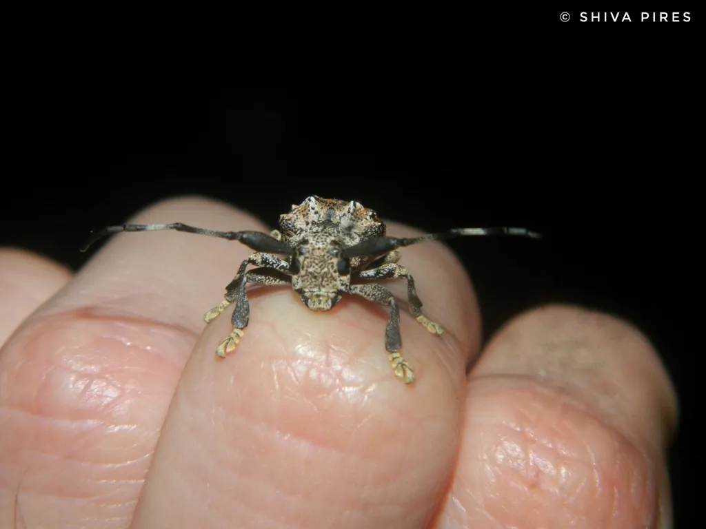 Le scarabée scorpion, un capricorne avec un dard venimeux au bout des antennes Le scarabee scorpion un capricorne avec un dard venimeux au bout des antennes 6 Le-scarabee-scorpion-un-capricorne-avec-un-dard-venimeux-au-bout-des-antennes-6