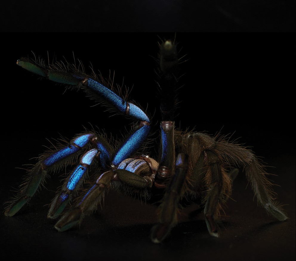 Chilobrachys natanicharum, la mygale aux reflets bleu électrique de Thaïlande la decouverte dune nouvelle espece de mygale bleue electrique video 2 la-decouverte-dune-nouvelle-espece-de-mygale-bleue-electrique-video-2
