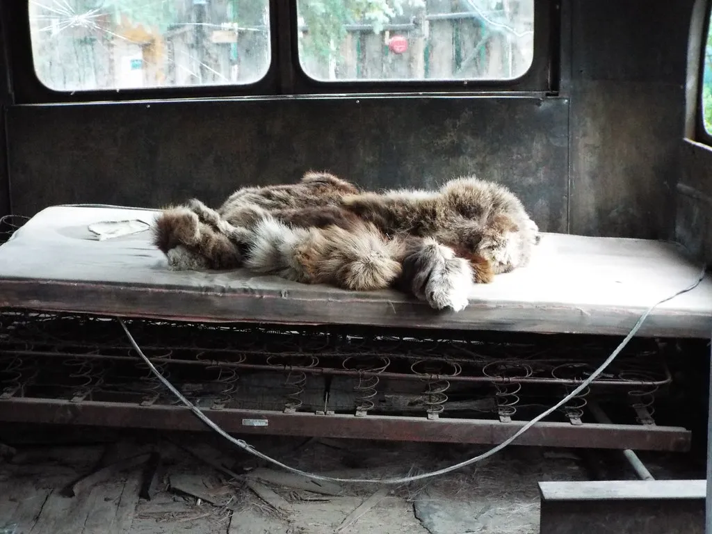 Le Magic Bus de Into The Wild trône dans la cour d'un pub d'Alaska le magic bus de into the wild trone dans la cour dun pub d alaska 6 le-magic-bus-de-into-the-wild-trone-dans-la-cour-dun-pub-d-alaska-6