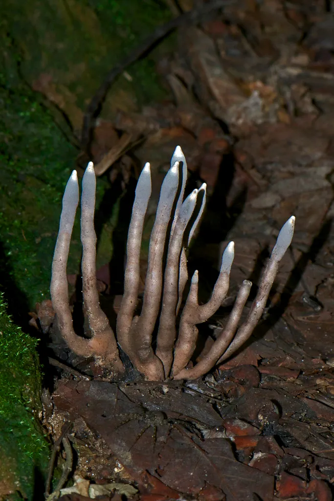 Le xylaire polymorphe ou champignon doigt du diable le xylaire polymorphe ou champignon doigt du diable doigt de l homme mort 2 le-xylaire-polymorphe-ou-champignon-doigt-du-diable-doigt-de-l-homme-mort-2.