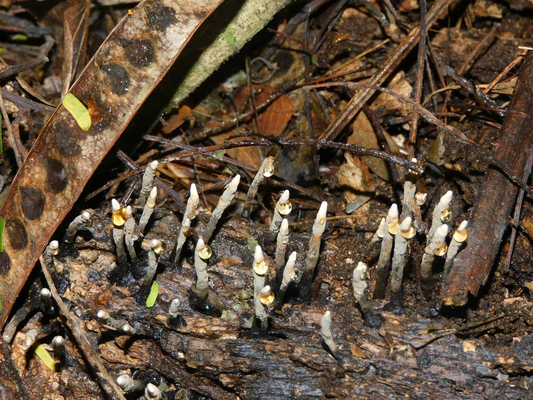 Le xylaire polymorphe ou champignon doigt du diable le xylaire polymorphe ou champignon doigt du diable doigt de l homme mort 4 le-xylaire-polymorphe-ou-champignon-doigt-du-diable-doigt-de-l-homme-mort-4