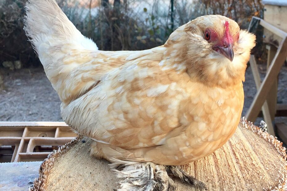 Peanut, ancienne doyenne : qui est la plus vieille poule du monde ? poule barbue duccle race peanut Poule Barbue d’Uccle, race naine apparentée à Peanut