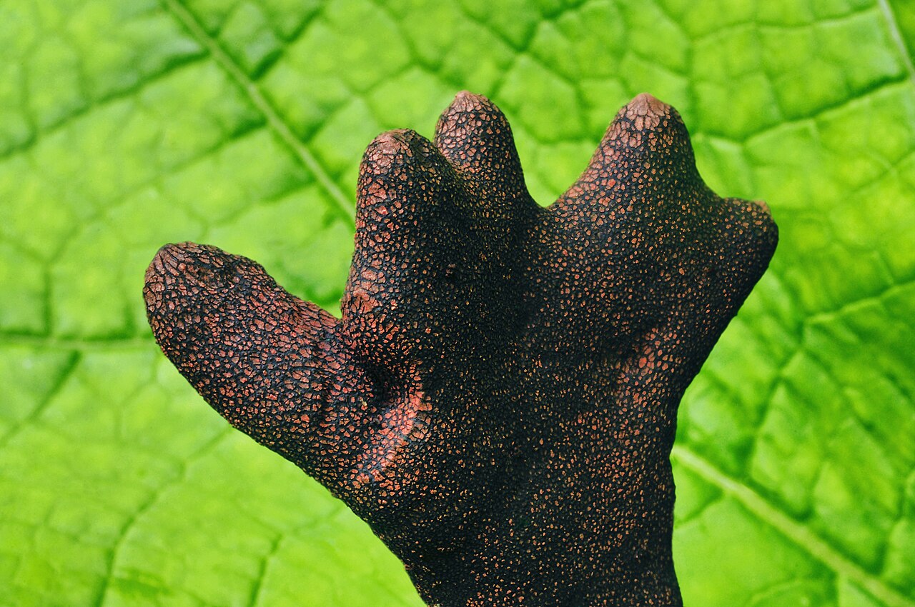 Xylaire polymorphe, champignon noir en forme de doigts ressemblant à une petite main Xylaire polymorphe, champignon noir en forme de doigts ressemblant à une petite main