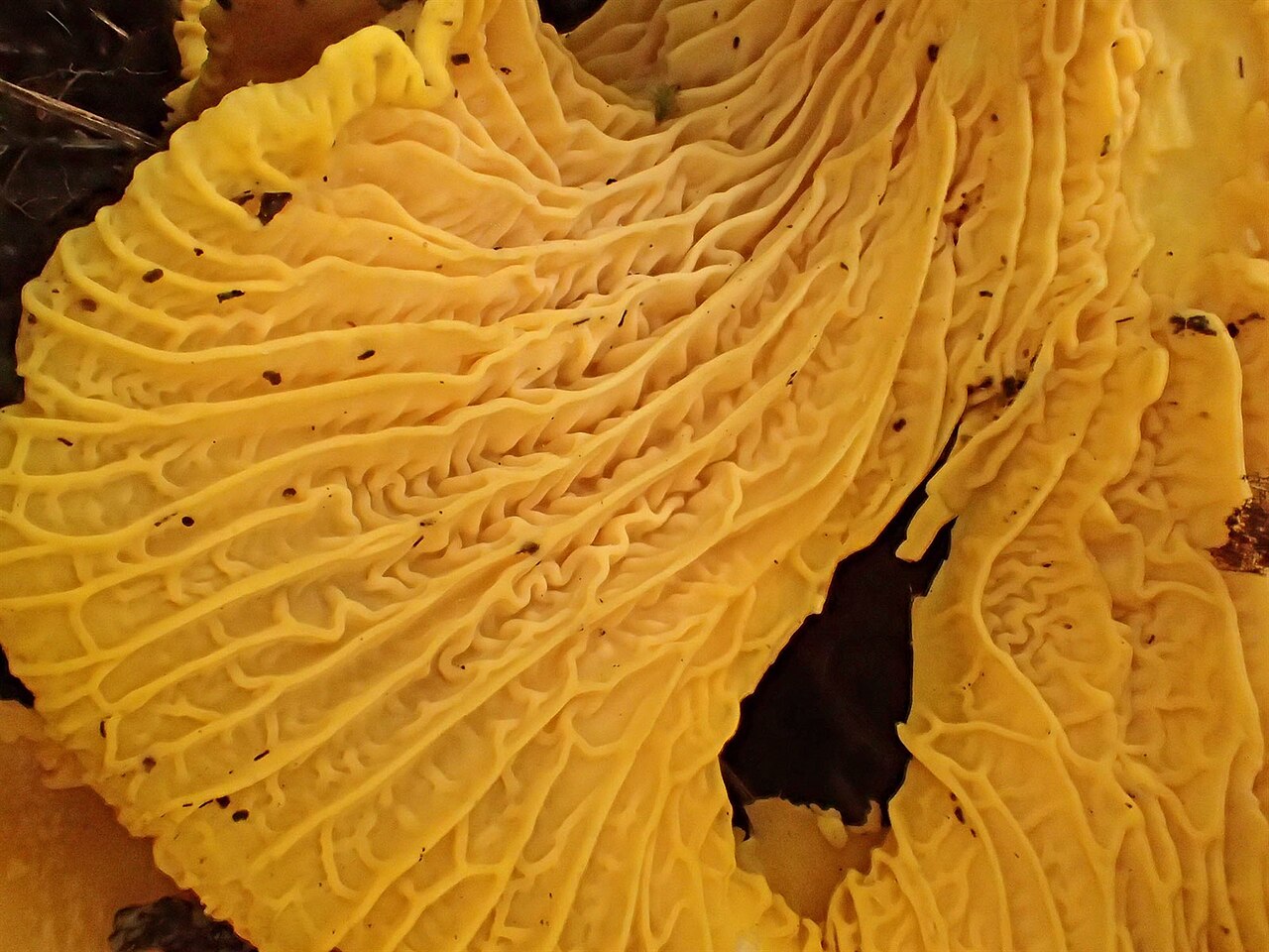 Plis épais et fourchus sous le chapeau d’une girolle pour comparaison avec les lamelles du pleurote de l’olivier Plis épais et fourchus sous le chapeau d’une girolle pour comparaison avec les lamelles du pleurote de l’olivier