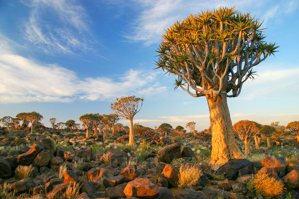 L'arbre carquois, aloès emblématique de Namibie l arbre carquois aloes emblematique de namibie 1 l-arbre-carquois-aloes-emblematique-de-namibie-1.