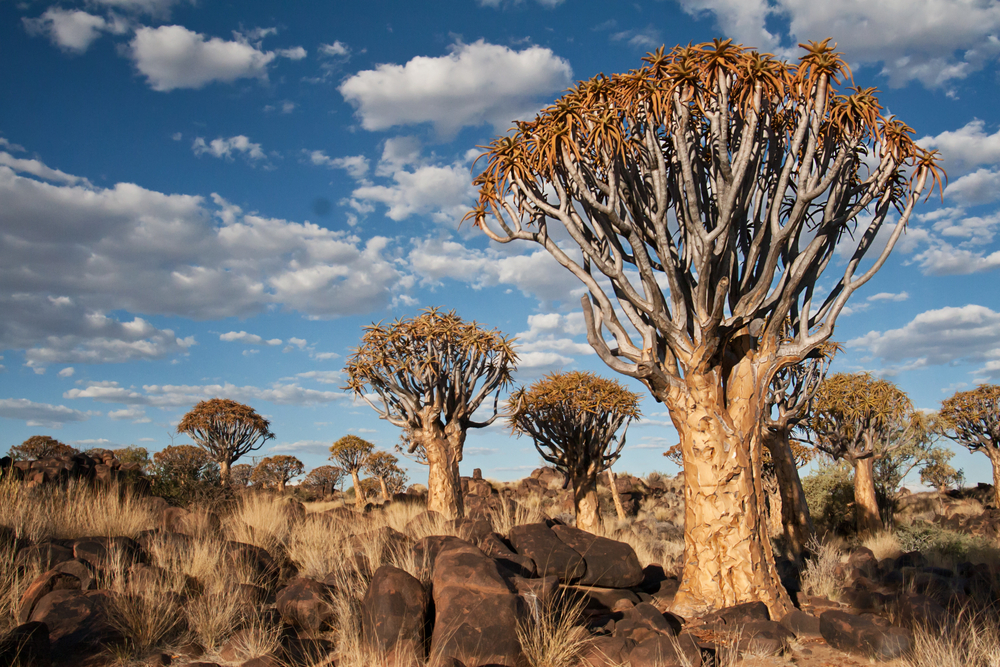 L'arbre carquois, aloès emblématique de Namibie l arbre carquois aloes emblematique de namibie 11 l-arbre-carquois-aloes-emblematique-de-namibie-11.