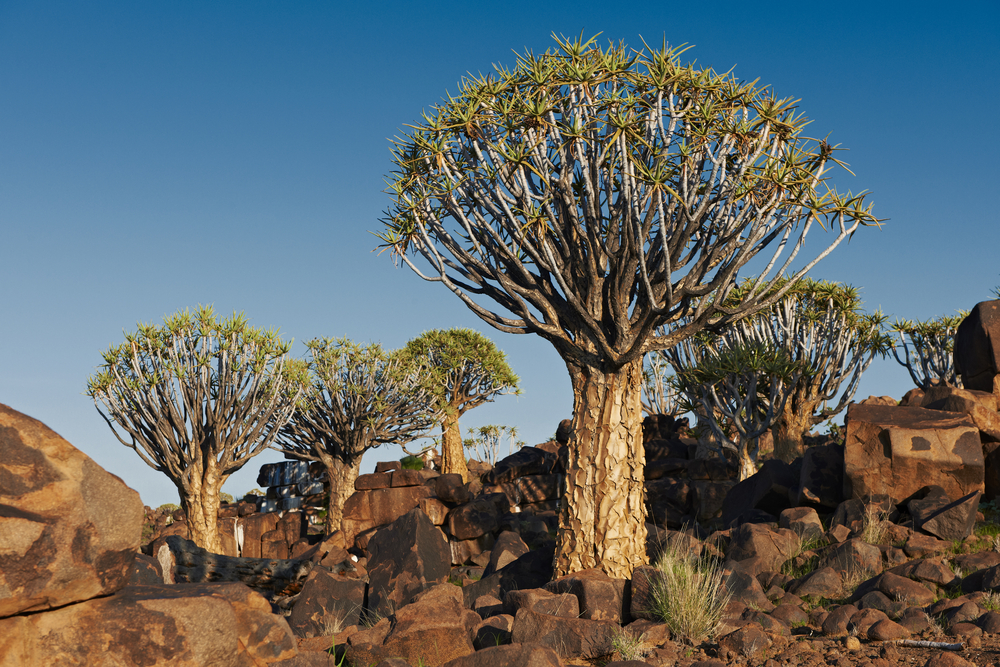 L'arbre carquois, aloès emblématique de Namibie l arbre carquois aloes emblematique de namibie 12 l-arbre-carquois-aloes-emblematique-de-namibie-12
