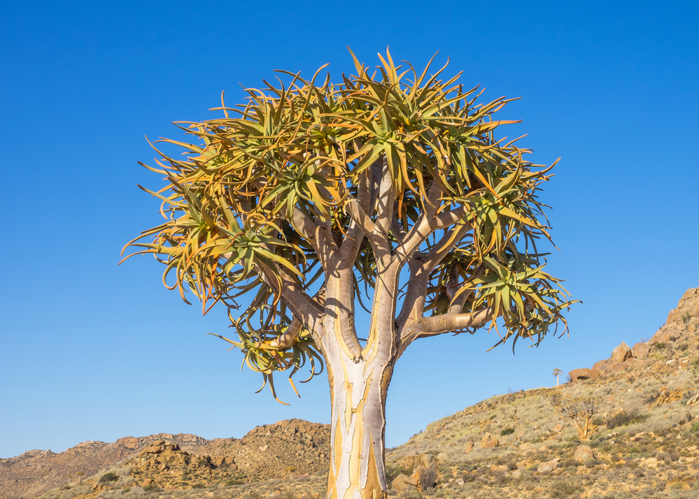 L'arbre carquois, aloès emblématique de Namibie l arbre carquois aloes emblematique de namibie 3 l-arbre-carquois-aloes-emblematique-de-namibie-3
