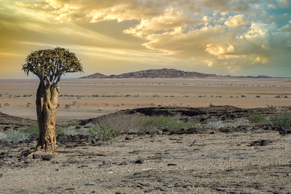L'arbre carquois, aloès emblématique de Namibie l arbre carquois aloes emblematique de namibie 4 l-arbre-carquois-aloes-emblematique-de-namibie-4.