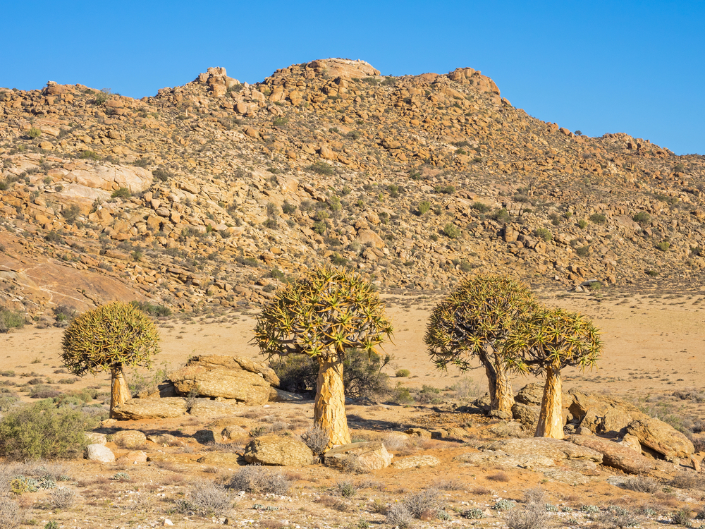 L'arbre carquois, aloès emblématique de Namibie l arbre carquois aloes emblematique de namibie 5 l-arbre-carquois-aloes-emblematique-de-namibie-5.j