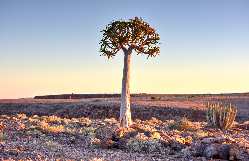 L'arbre carquois, aloès emblématique de Namibie l arbre carquois aloes emblematique de namibie 7 l-arbre-carquois-aloes-emblematique-de-namibie-7
