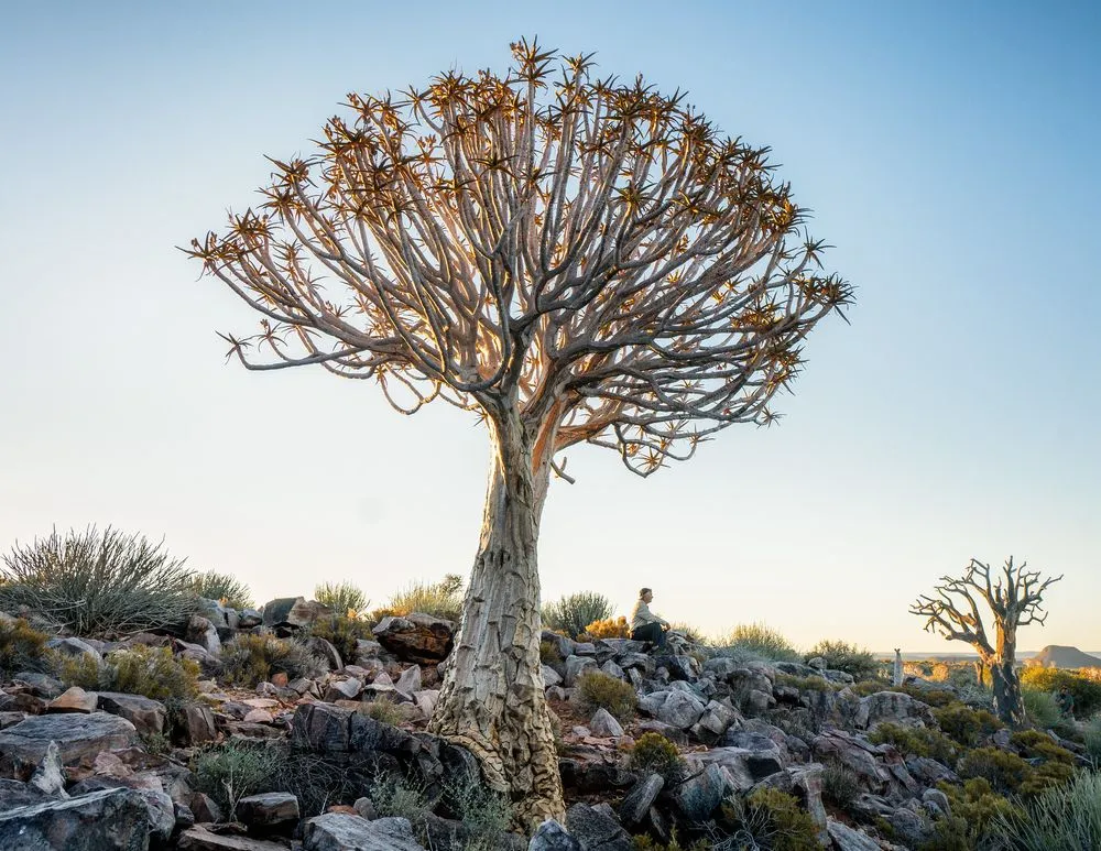 L'arbre carquois, aloès emblématique de Namibie l arbre carquois aloes emblematique de namibie 8 -arbre-carquois-aloes-emblematique-de-namibie-8