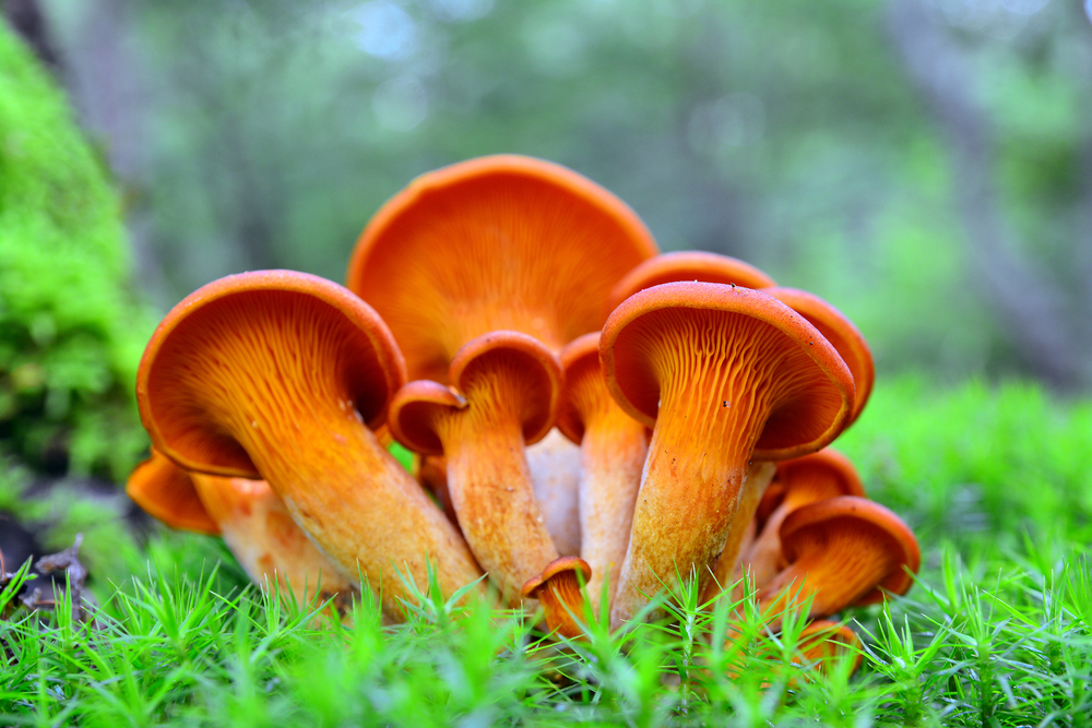 La pleurote de l’olivier, un champignon toxique bioluminescent ressemblant à une girolle la pleurote de lolivier un champignon toxique bioluminescent ressemblant a une girolle 3 la-pleurote-de-lolivier-un-champignon-toxique-bioluminescent-ressemblant-a-une-girolle-3