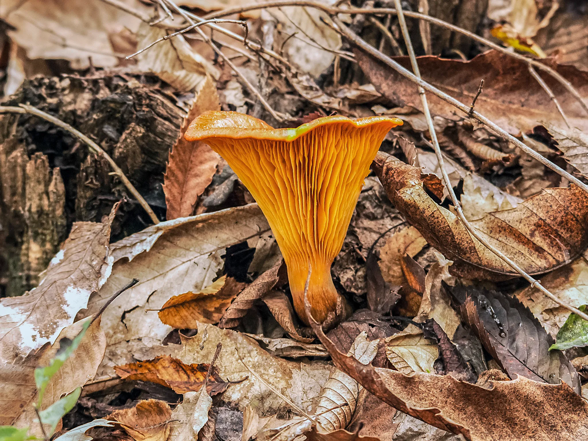 La pleurote de l’olivier, un champignon toxique bioluminescent ressemblant à une girolle la pleurote de lolivier un champignon toxique bioluminescent ressemblant a une girolle 6 la-pleurote-de-lolivier-un-champignon-toxique-bioluminescent-ressemblant-a-une-girolle-6.