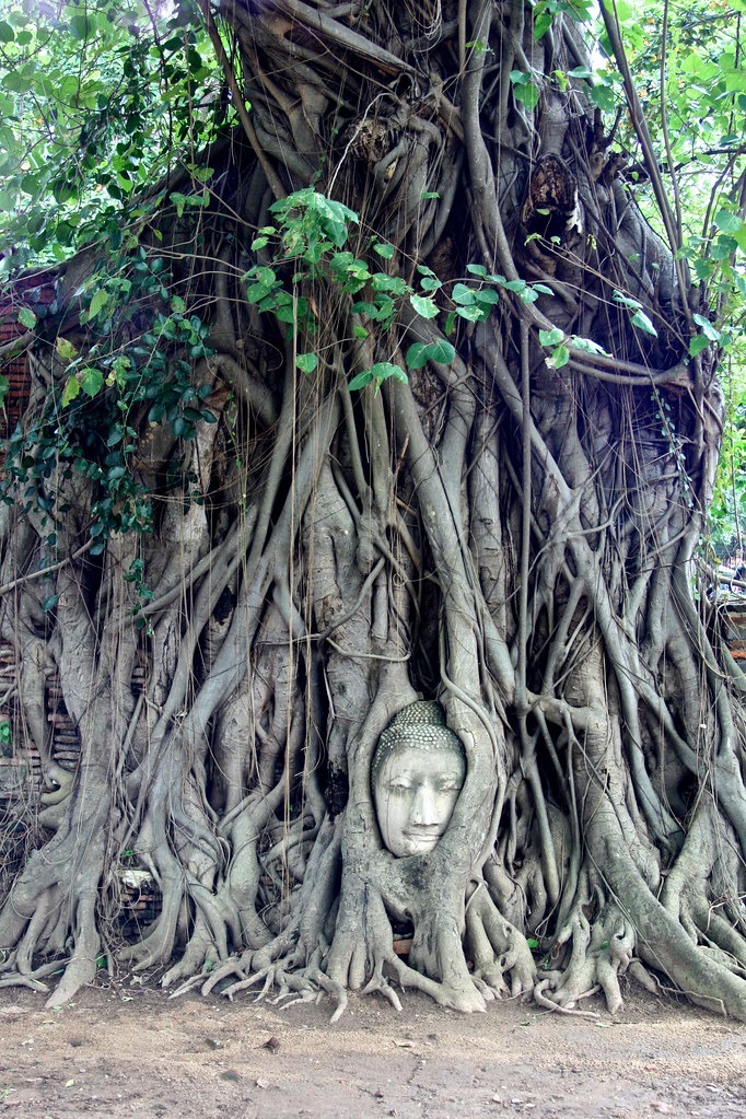 La tête de Bouddha dans les racines d'un arbre du temple Wat Mahathat la tete de bouddha dans les racines d un arbre du temple wat mahathat 1 la-tete-de-bouddha-dans-les-racines-d-un-arbre-du-temple-wat-mahathat-1.
