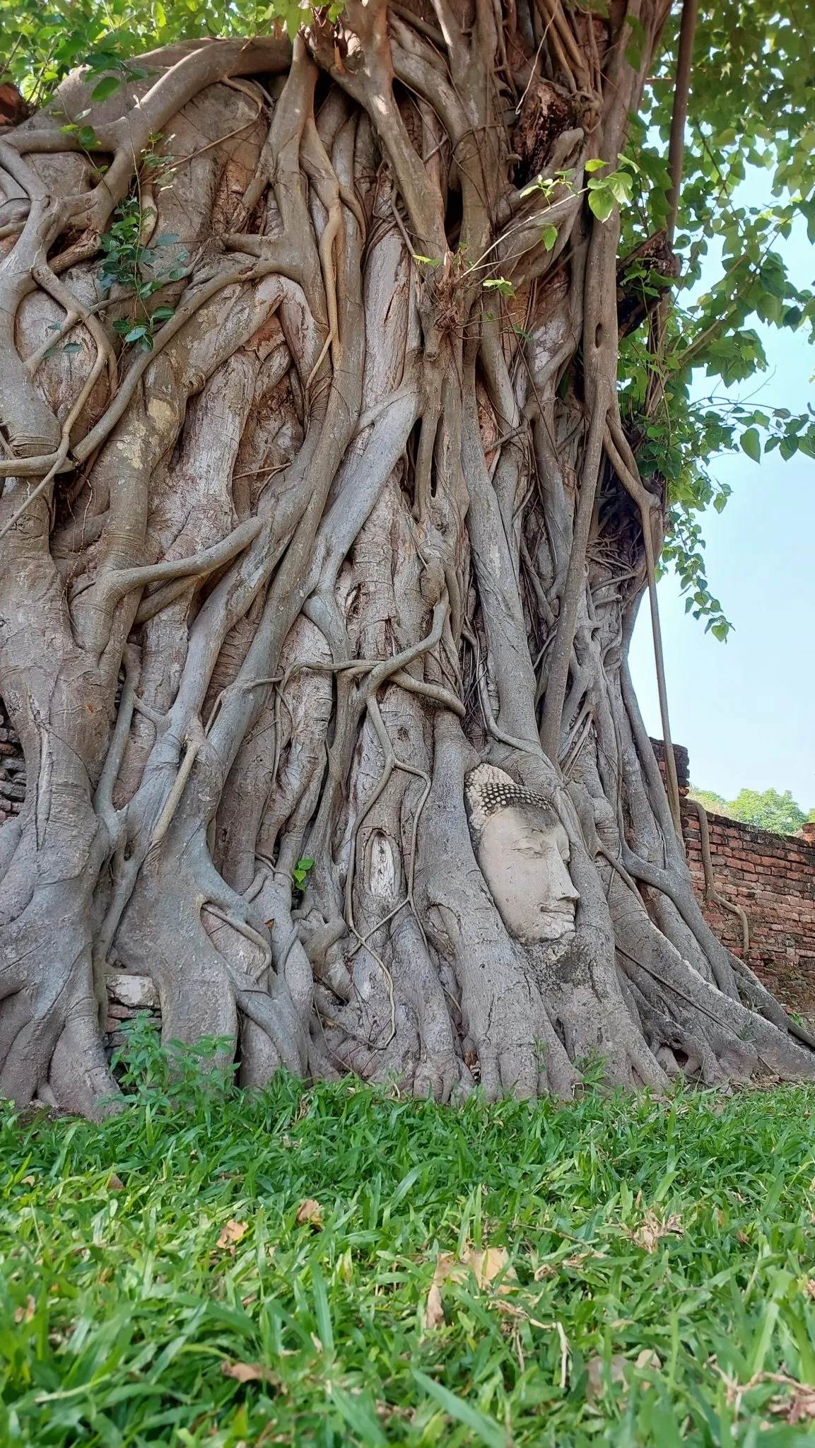 La tête de Bouddha dans les racines d'un arbre du temple Wat Mahathat la tete de bouddha dans les racines d un arbre du temple wat mahathat 10 la-tete-de-bouddha-dans-les-racines-d-un-arbre-du-temple-wat-mahathat-10.
