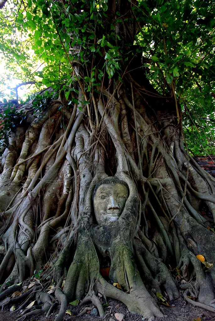 La tête de Bouddha dans les racines d'un arbre du temple Wat Mahathat la tete de bouddha dans les racines d un arbre du temple wat mahathat 11 la-tete-de-bouddha-dans-les-racines-d-un-arbre-du-temple-wat-mahathat-11.