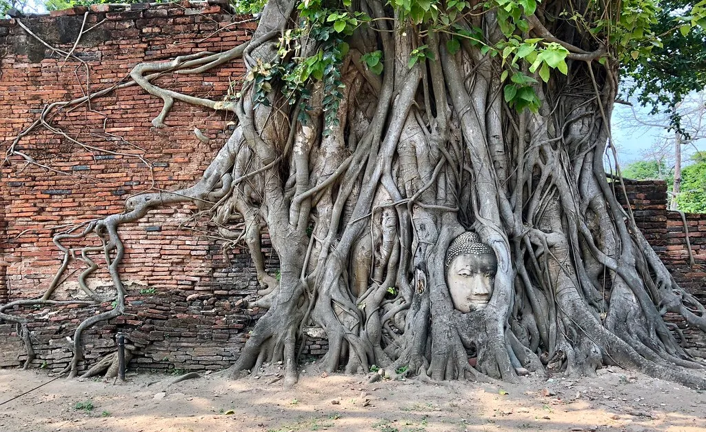 La tête de Bouddha dans les racines d'un arbre du temple Wat Mahathat la tete de bouddha dans les racines d un arbre du temple wat mahathat 2 la-tete-de-bouddha-dans-les-racines-d-un-arbre-du-temple-wat-mahathat-2