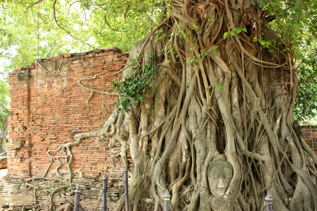 La tête de Bouddha dans les racines d'un arbre du temple Wat Mahathat la tete de bouddha dans les racines d un arbre du temple wat mahathat 3 la-tete-de-bouddha-dans-les-racines-d-un-arbre-du-temple-wat-mahathat-3