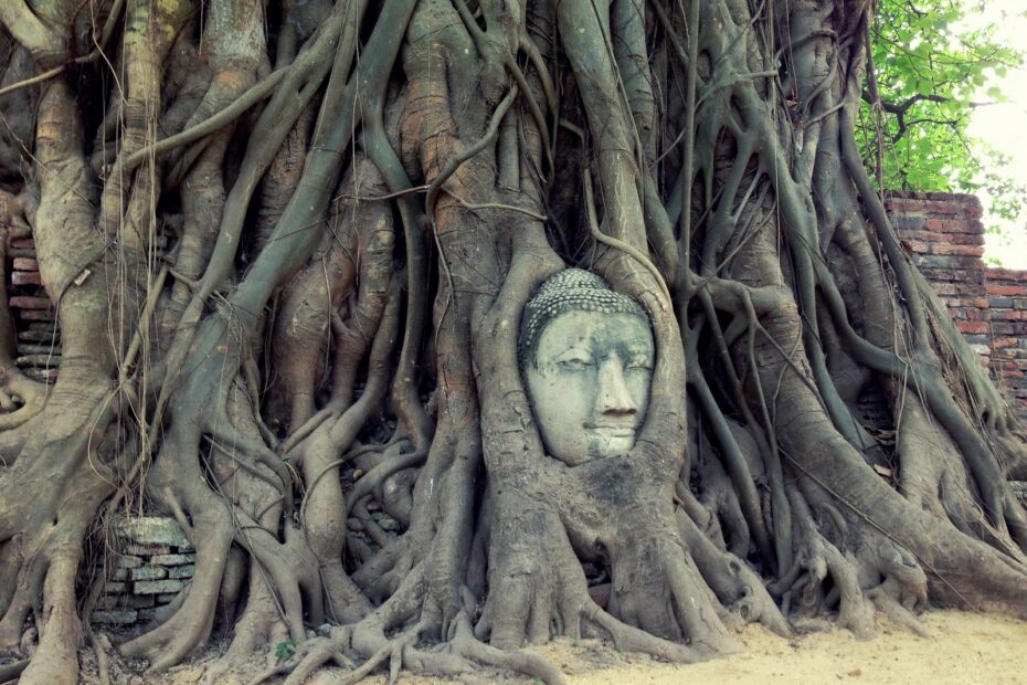 La tête de Bouddha dans les racines d’un arbre au Wat Mahathat d’Ayutthaya la tete de bouddha dans les racines d un arbre du temple wat mahathat 4 la tete de bouddha dans les racines d un arbre du temple wat mahathat 4