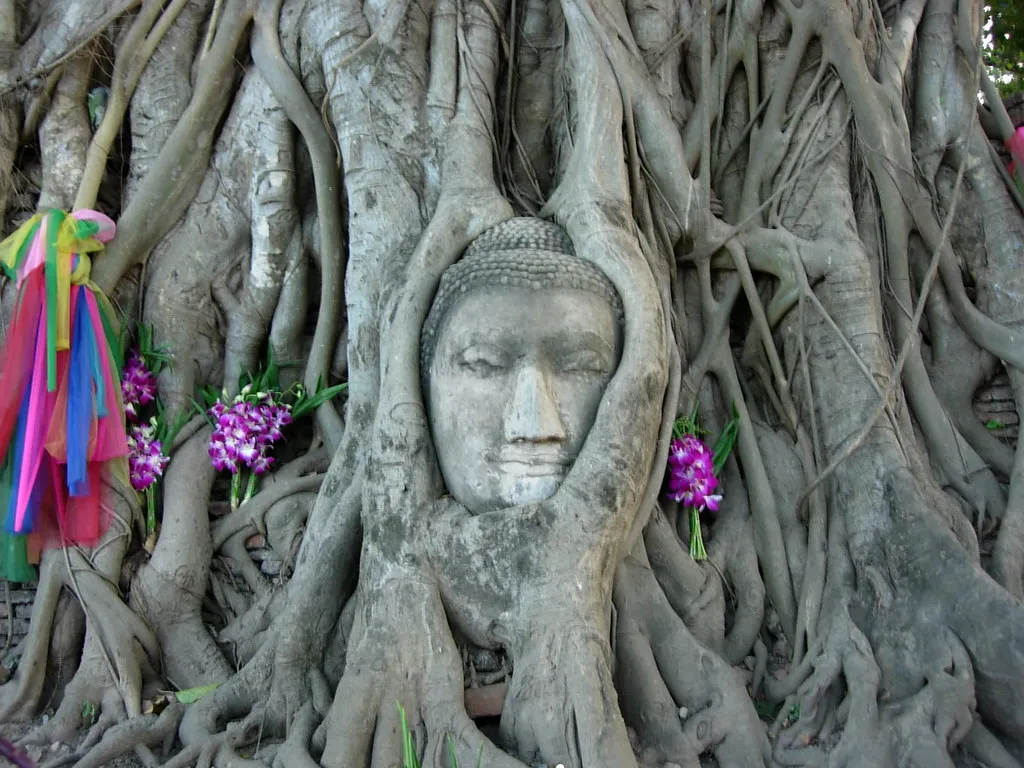 La tête de Bouddha dans les racines d'un arbre du temple Wat Mahathat la tete de bouddha dans les racines d un arbre du temple wat mahathat 5 la-tete-de-bouddha-dans-les-racines-d-un-arbre-du-temple-wat-mahathat-5