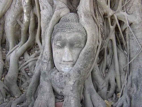 La tête de Bouddha dans les racines d'un arbre du temple Wat Mahathat la tete de bouddha dans les racines d un arbre du temple wat mahathat 6 la-tete-de-bouddha-dans-les-racines-d-un-arbre-du-temple-wat-mahathat-6