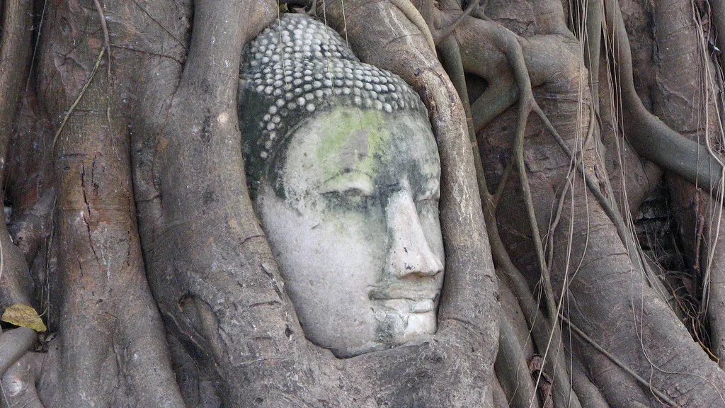 La tête de Bouddha dans les racines d'un arbre du temple Wat Mahathat la tete de bouddha dans les racines d un arbre du temple wat mahathat 9 la-tete-de-bouddha-dans-les-racines-d-un-arbre-du-temple-wat-mahathat-9.
