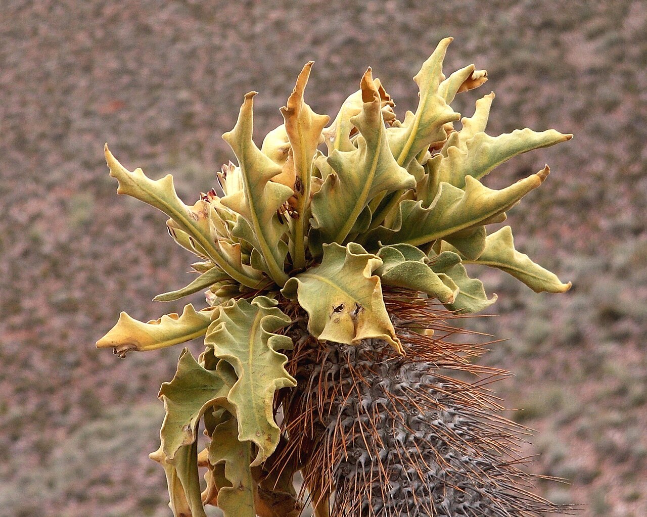 Feuilles en rosette de Pachypodium namaquanum dans le Richtersveld Feuilles en rosette de Pachypodium namaquanum dans le Richtersveld
