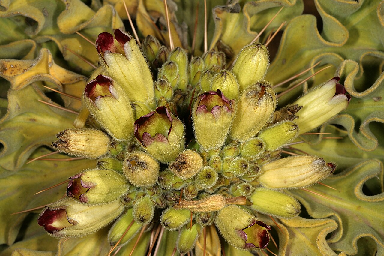 Fleurs jaune-vert et rouges de Pachypodium namaquanum Fleurs jaune-vert et rouges de Pachypodium namaquanum