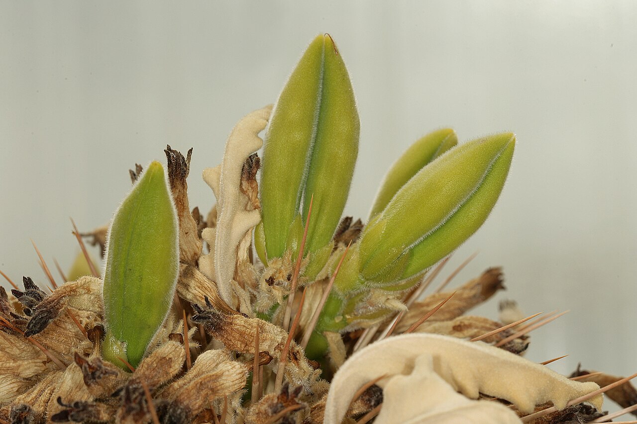 Jeune fruit de Pachypodium namaquanum formé de deux capsules Jeune fruit de Pachypodium namaquanum formé de deux capsules