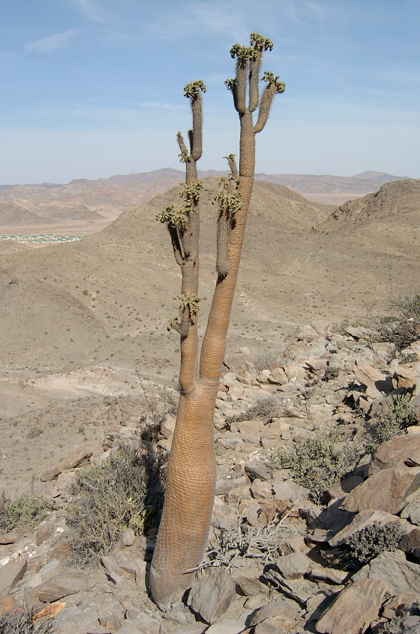 Pachypodium namaquanum, l' arbre trompe d'éléphant pachypodium namaquanum l arbre trompe d elephant 3 pachypodium-namaquanum-l' arbre trompe d'éléphant 3