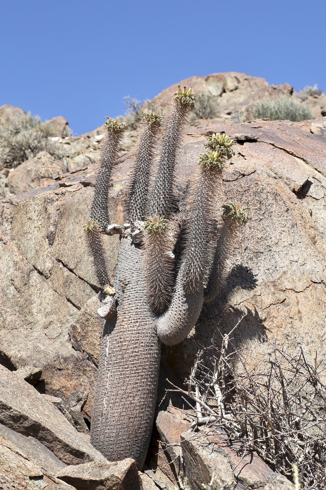 Pachypodium namaquanum, l' arbre trompe d'éléphant pachypodium namaquanum l arbre trompe d elephant 4 pachypodium-namaquanum-l-arbre-trompe-d-elephant-4